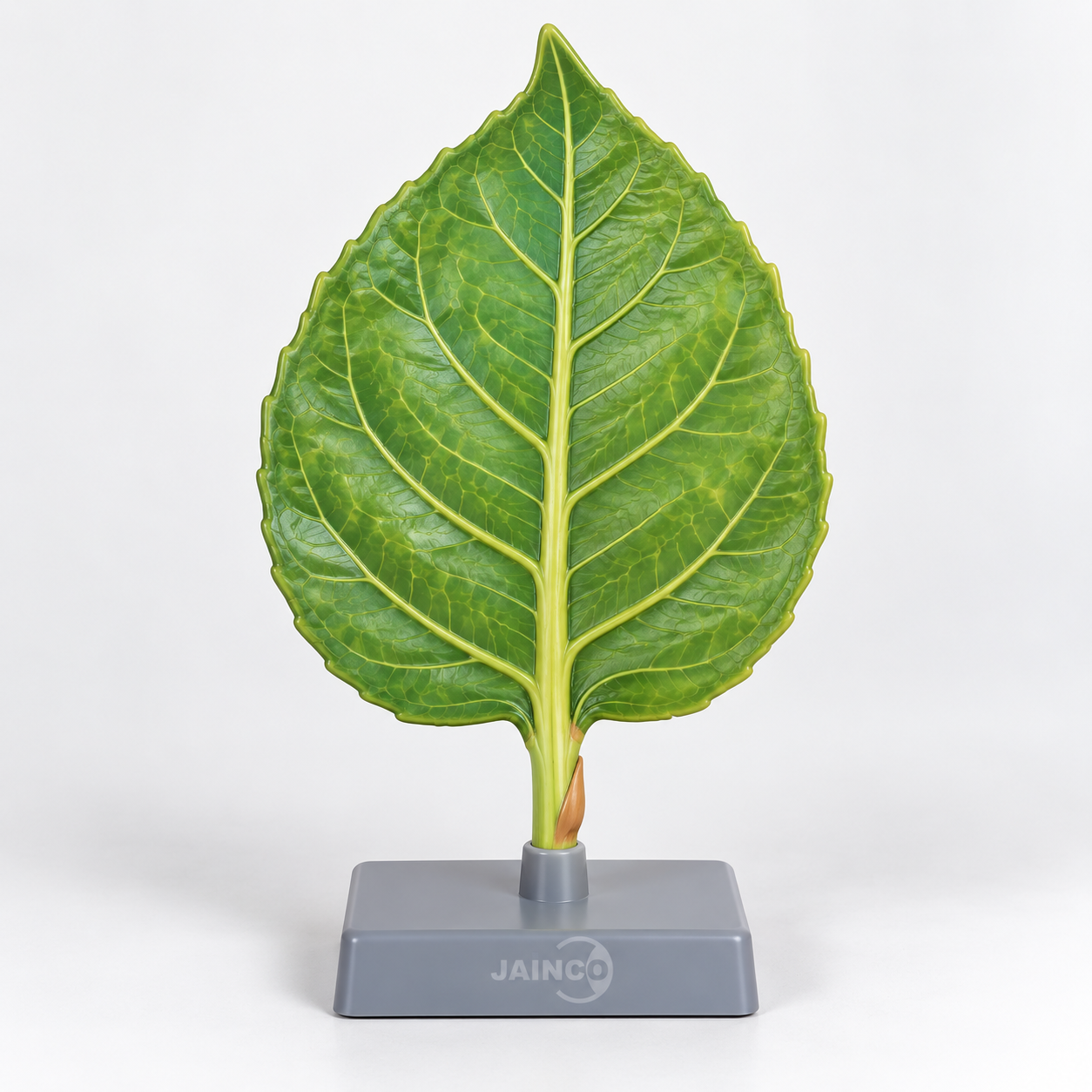 The Leaf of a Flowering Plant
